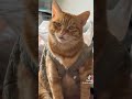 Каму жалко котика в ком