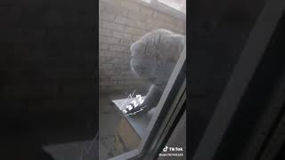 Кот ругается на хозяйку за то, что она его закрыла на балконе