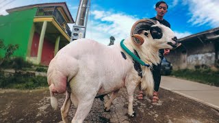 DOMBA GARUT Si Montok Geboy. Domba Goyang, Gutak Gitek😅