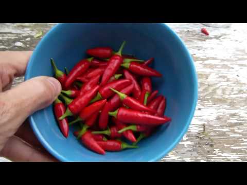 Harvesting Hydroponic Hot peppers growing in a Mason Jar