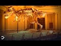 Top 10 MOST EXPENSIVE Dinosaur Fossils!