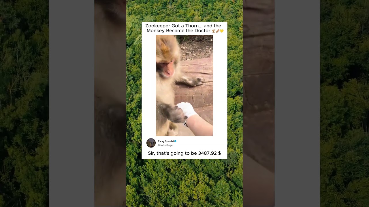 Zookeeper Got a Thorn... and the Monkey Became the Doctor 🐒🩹💛