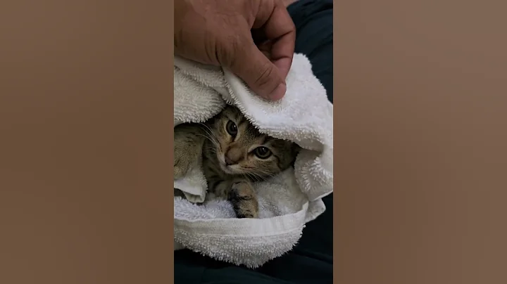 Watch the video about Kitty took bath #shortsfeed #catlover #catvideos #animallover #animals #kitten #kittenvideos