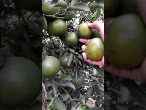 Wisata Kebun Jeruk Lampung Timur Budidaya Jeruk Saat Wisata Kebun Jeruk Lampung Timur Budidaya Jeruk Saat
