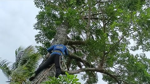 Cưa cây xà cừ siêu to , Ở công ty cổ phần xi măng hà tiên .Cưa cây kỹ thuật cao