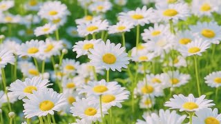 видео: Великолепные звуки созданы для расслабления ума 🌿 Красивая расслабляющая спокойная музыка лечит с... картинка: Великолепные звуки созданы для расслабления ума 🌿 Красивая расслабляющая спокойная музыка лечит с...