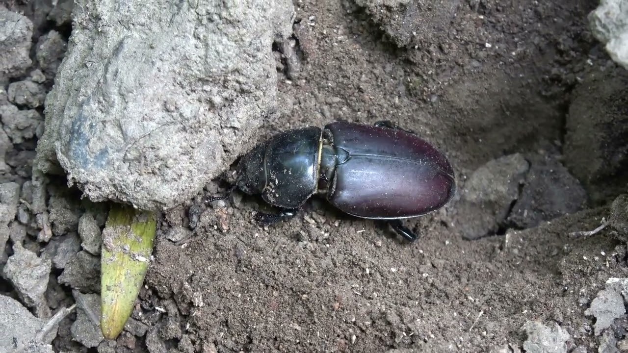 Természetfilm Tiszalúc és Tiszadob környéke
