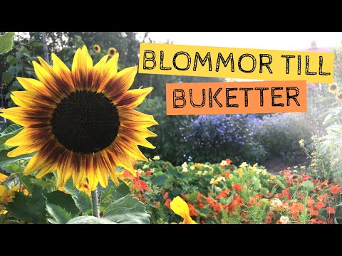 Video: Brunsdonna. Skötsel, Odling, Reproduktion. Dekorativ Blommande. Bulbous. Amaryllidaceae. Trädgårdsväxter. Blommor. Ett Foto