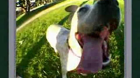 Animals close-up with a wide-angle lens - DayDayNews