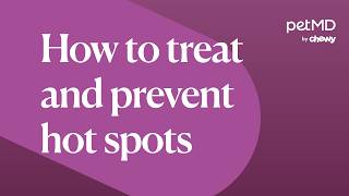 How To Treat and Prevent Hot Spots | PetMD