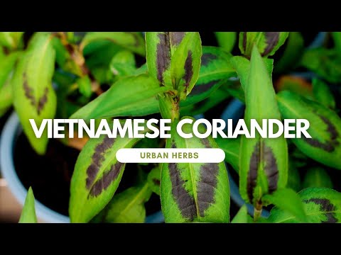 Video: Vijetnamski korijander vs. Cilantro - Savjeti o uzgoju vijetnamskog cilantra u vrtovima