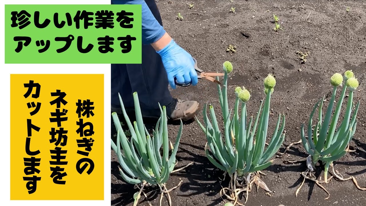 株ねぎのネギ坊主をカットします Youtube 株ねぎのネギ坊主をカットします Youtube
