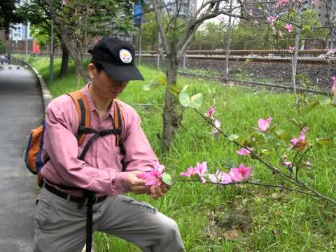 2012.04.08淡水之紅樹林~抒情版.