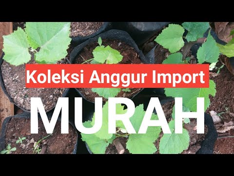 Video: Bagaimana cara menjual koleksi anggur saya?