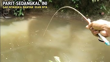 Parit dangkal jadi sarang ikan! Mancing wader belang dan cencen strike sampai lelah