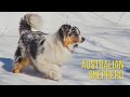 Австралийская овчарка Эстер. Красивая собака аусси (Australian Shepherd) на природе Севера