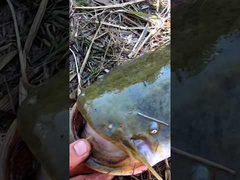 Видео: рыбалка на сома #catfishing #catchandrelease #silure #поймалотпусти