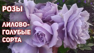 ТОП 5 - Необычные лиловые розы с голубыми оттенками! Обзор и сравнение лилово-голубых сортов.