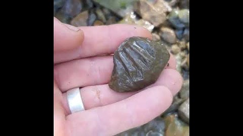picking up #fossils fossilized crinoid picking up fossilize rocks Rock hunting