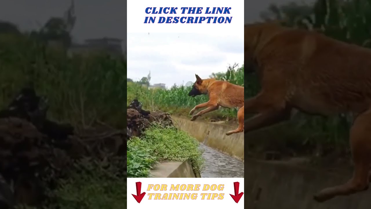 Dogs Jumping like kangaroos Shorts YouTube
