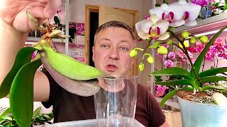 видео: КОРНИ ОРХИДЕИ как и в ЧЁМ НАРАСТИТЬ ЛЕГКО и ДОСТУПНО примеры орхидей картинка: КОРНИ ОРХИДЕИ как и в ЧЁМ НАРАСТИТЬ ЛЕГКО и ДОСТУПНО примеры орхидей
