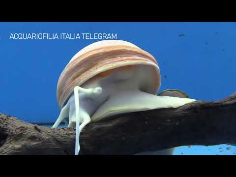 Video: Come Allevare Ampularia