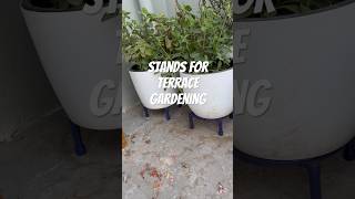 Terrace gardening #viral #youtube #stands #gardening #trending #recipe #gardeningtips #plants