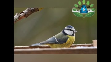 سورة الحشر _ الشيخ ادريس ابكر القرآن الكريم دوت نت قناة عبدالله ومبارك