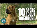 10 Facts About the Boerboel |  Dogs 101 - Boerboel