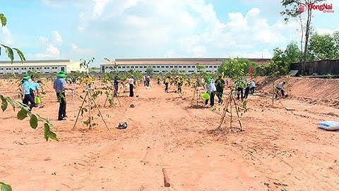 Phát động Tết trồng cây đời đời nhớ ơn Bác Hồ