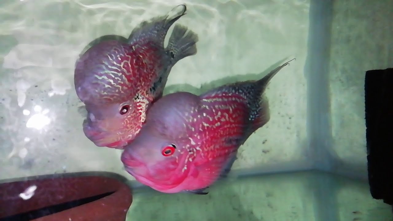 تفريخ الفلور هورن Hatching fluorine horn