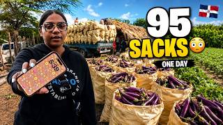 💰 We Harvested 95 Sacks! Here’s How Much We Made