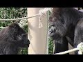 恋の駆け引き シャバーニとネネ Love game gorilla Shabani & Nene 23