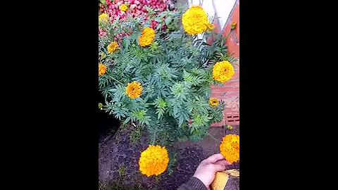 Бархатцы прямостоячие