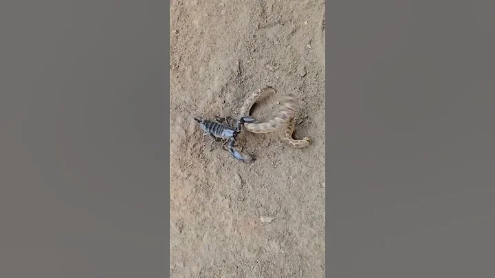 snake & scorpion fight - DayDayNews