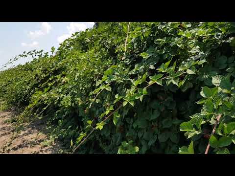 Video: Boabe Asemănătoare Murelor: Floare Otrăvitoare Neagră și Duduri Lungi, Alte Plante Precum Murele
