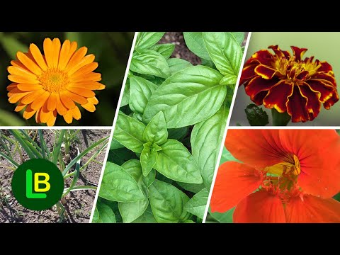 Video: Biljke i štetočine nevena: Kako neven pomažu vrtu
