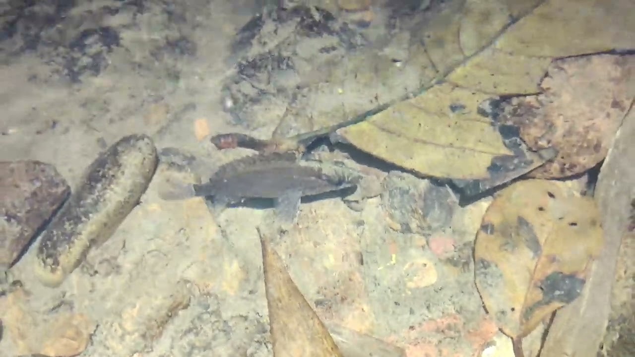 ปลาเสือดำในลำห้วย Nandus nebulosus