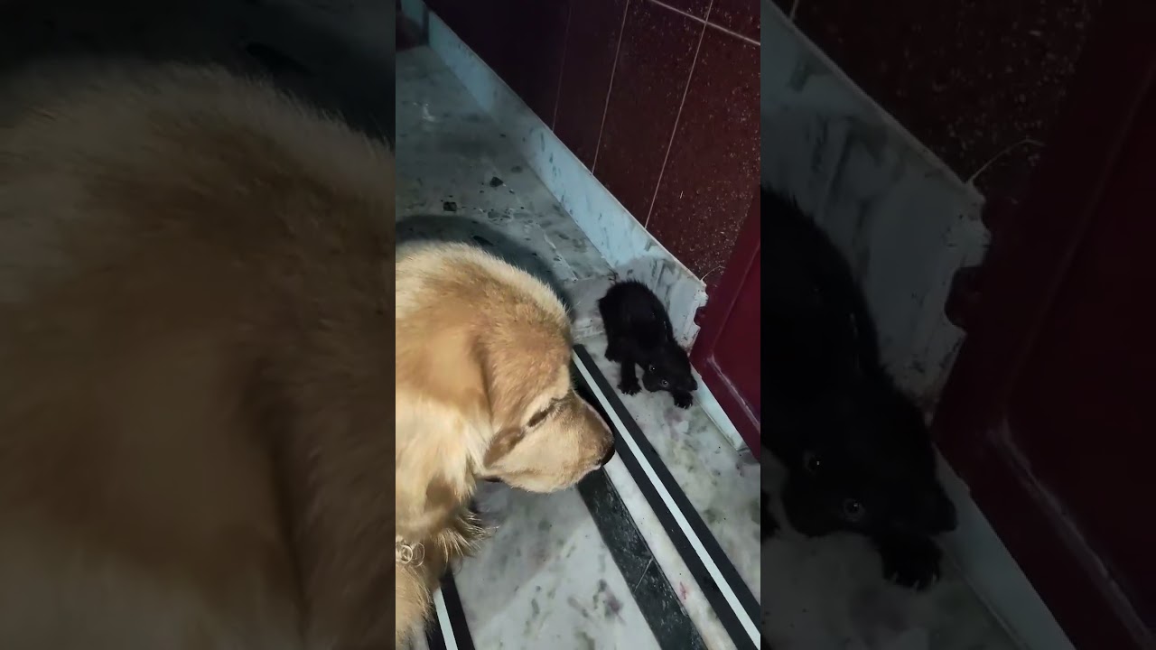 🤯Shaddi karogi kya…😂 #shorts #viralshorts #trending #goldenretriever #doglover #shortfeed