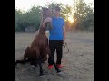 Обучение лошади команде" сидеть!."Teaching the horse to "sit!".