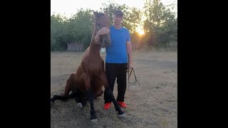 Обучение лошади команде" сидеть!."Teaching the horse to "sit!".