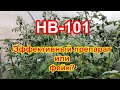 НВ-101. Проверяю, действует ли препарат. Обработка семян