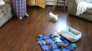 West Highland Terrier Puppies for Sale