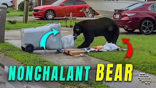 Nonchalant Bear Scavenges Trash Unfazed by Human Presence