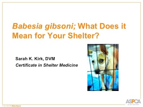 Babesia gibsoni: What