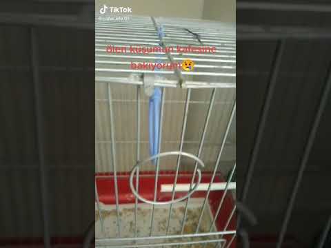 Kuşum öldü 😣😭
