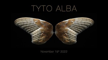 Tyto Alba Exhibition - Walk Through - Steve Russell Studios.