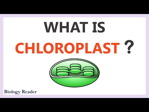 Chloroplast - Location, Characteristics, Structure & Function