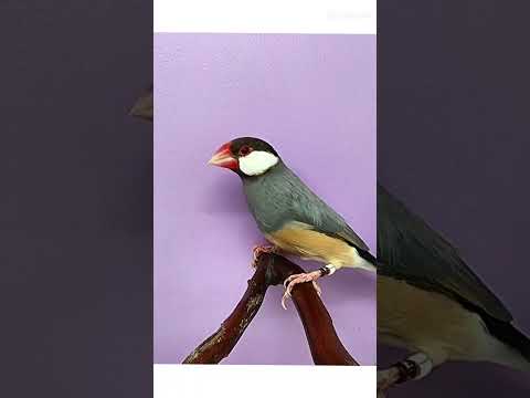 أكثر طفرات الجاوا الهامه جدا علي مستوي العالم الان