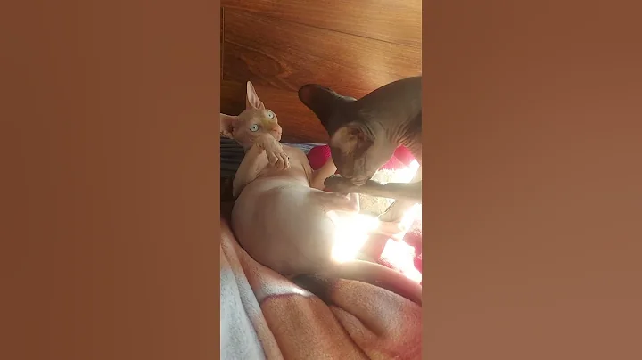 Video 11156391: sphynx cat cutecat, sphynx kitty cat